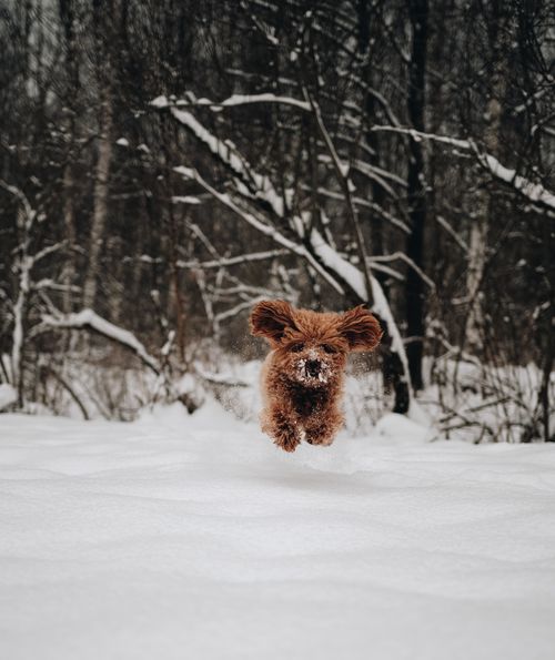 Free A small brown dog energetically jumps through a winter snow-covered forest. Stock Photo