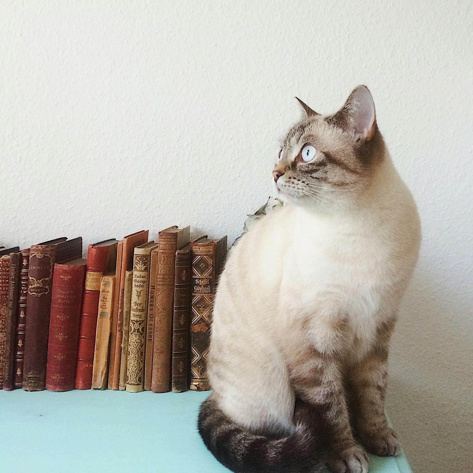 Favorite employee a cat