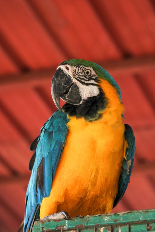 Free Colorful macaw perched indoors showing vibrant plumage. Stock Photo