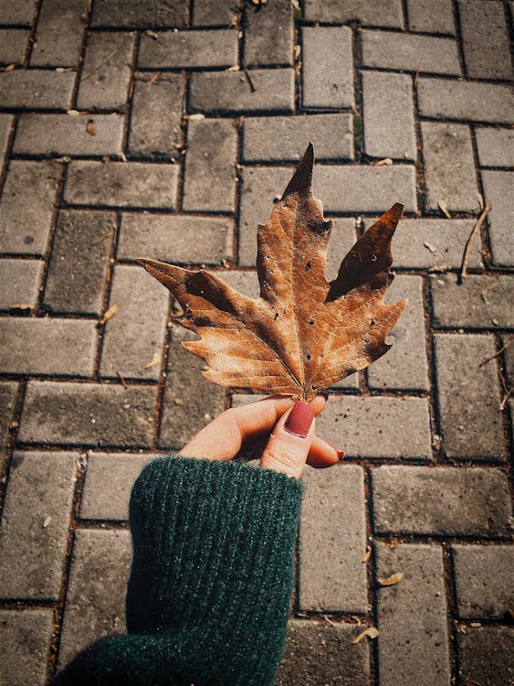 Person Holding Brown Dry Leaf · Free Stock Photo
