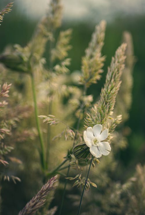 Foto stok gratis berkembang, flora, fokus selektif