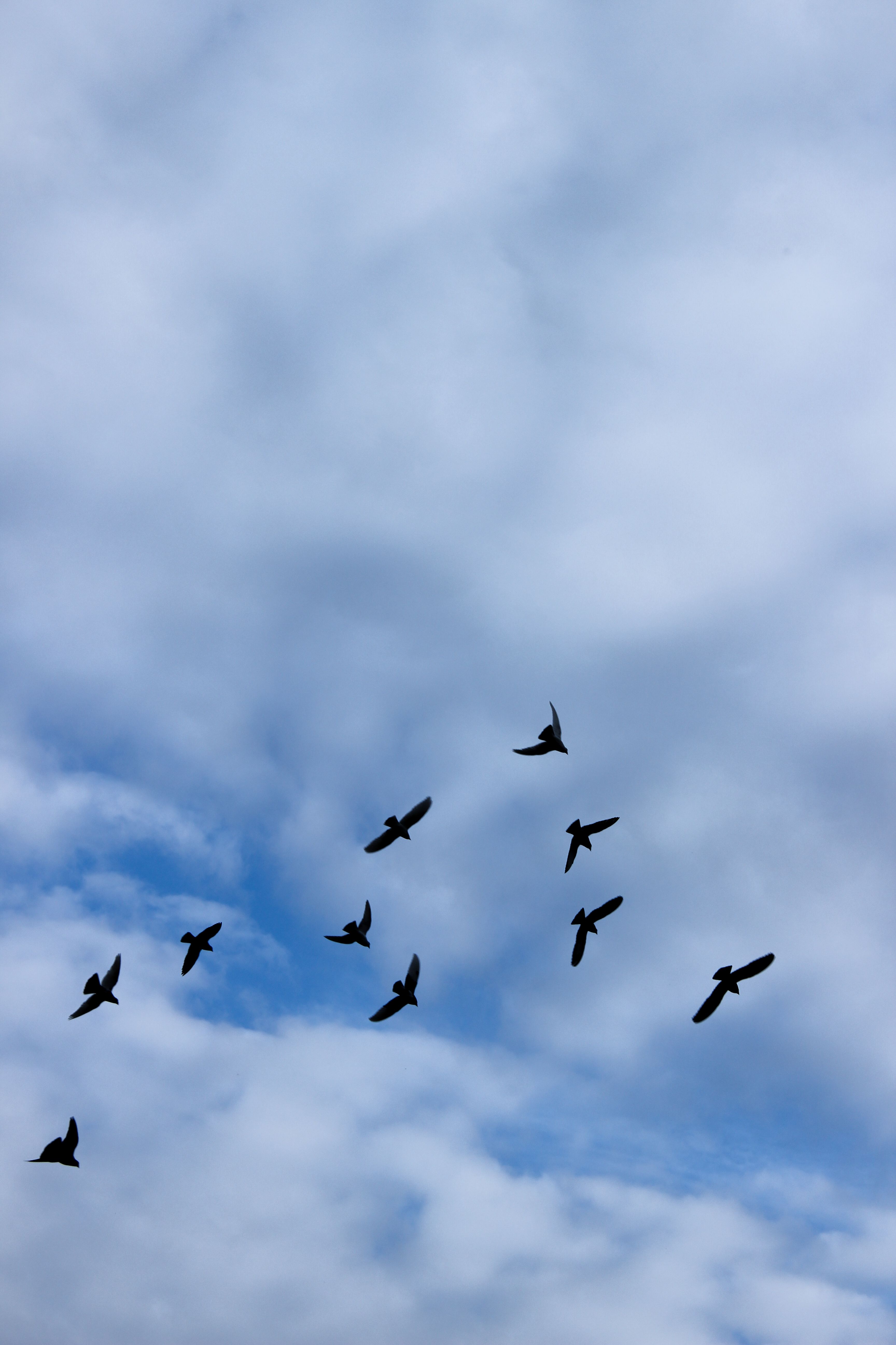 Birds Flying Under Blue Sky · Free Stock Photo