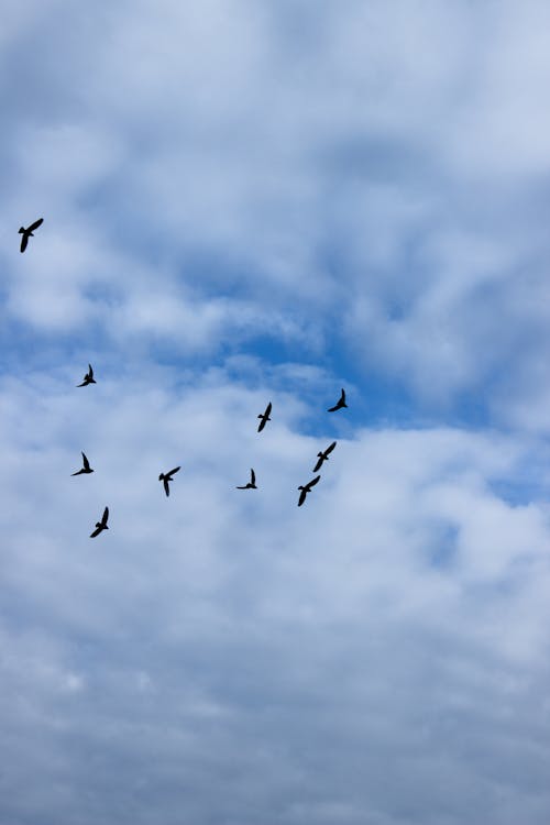 Birds Flying in the Sky