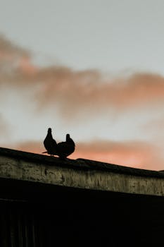Silhouette of pigeons perched on a rooftop during a vibrant sunset with dramatic colors.