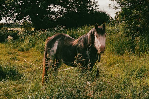 A Horse Standing in a Field