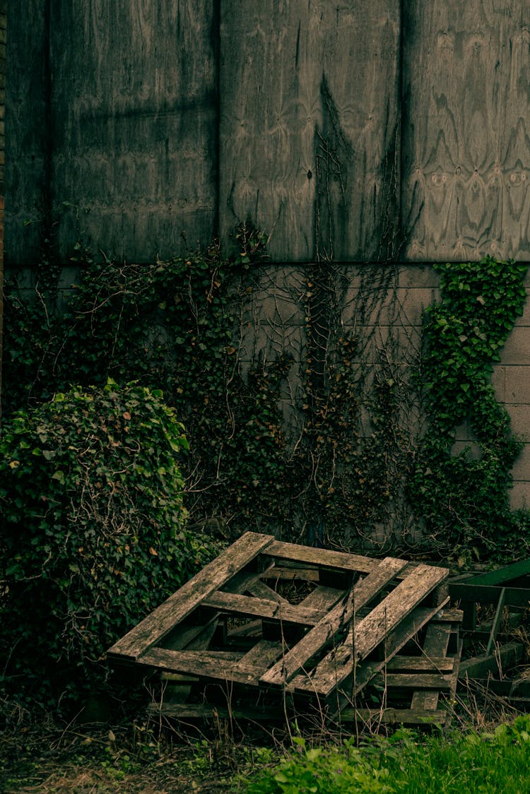 Broken Wooden Pallets Beside Green Plants