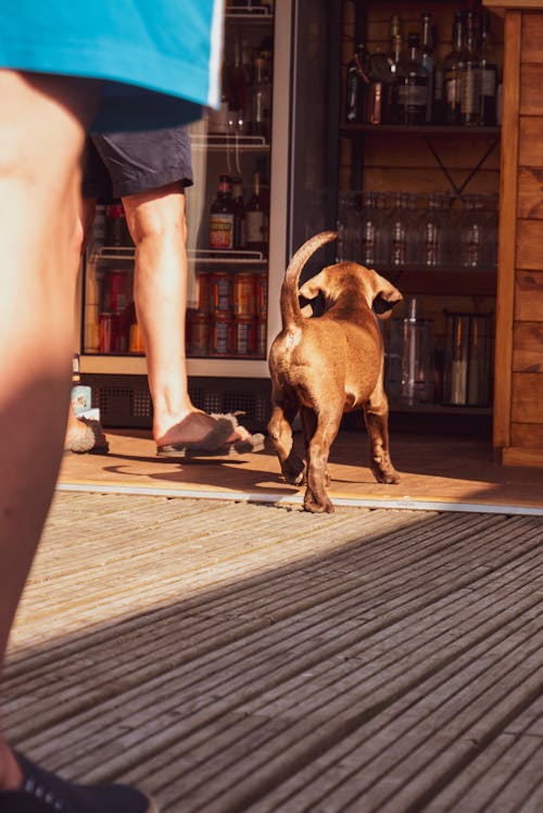 Foto stok gratis anak anjing weimaraner, anak anjing yang lucu, anjing