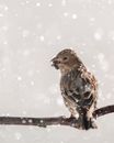 Close-up of a Pine Siskin