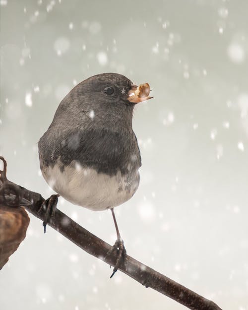 Gray Bird Perched on Wooden Stick