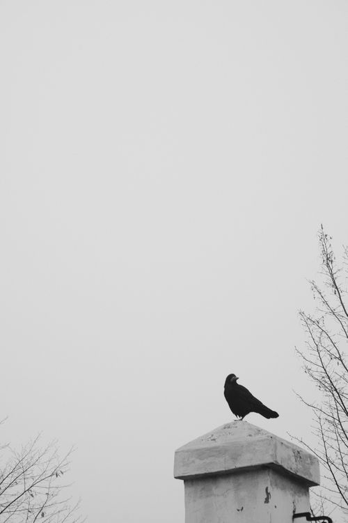 Free A lonely crow perched on a stone pillar with overcast sky, ambient and peaceful. Stock Photo