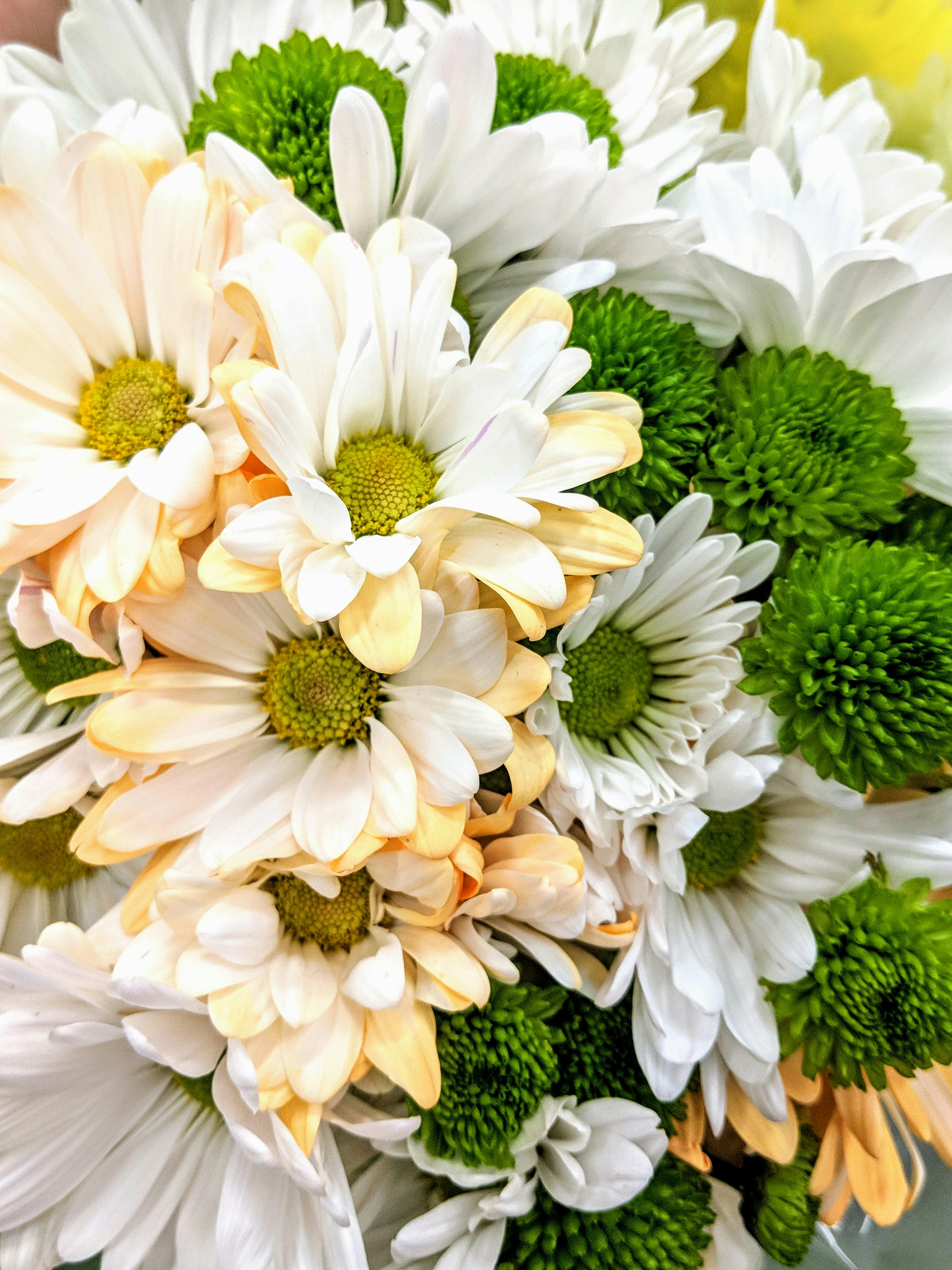Free stock photo of bouquet, flowers, Mixed bouquet