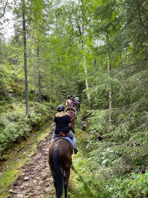 People Riding on Horseback in the Forest 