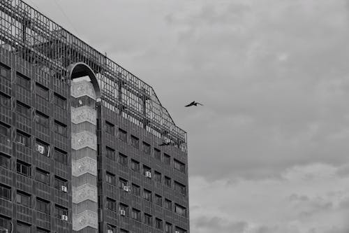 Free Grayscale Photo of Bird Flying over the Building Stock Photo