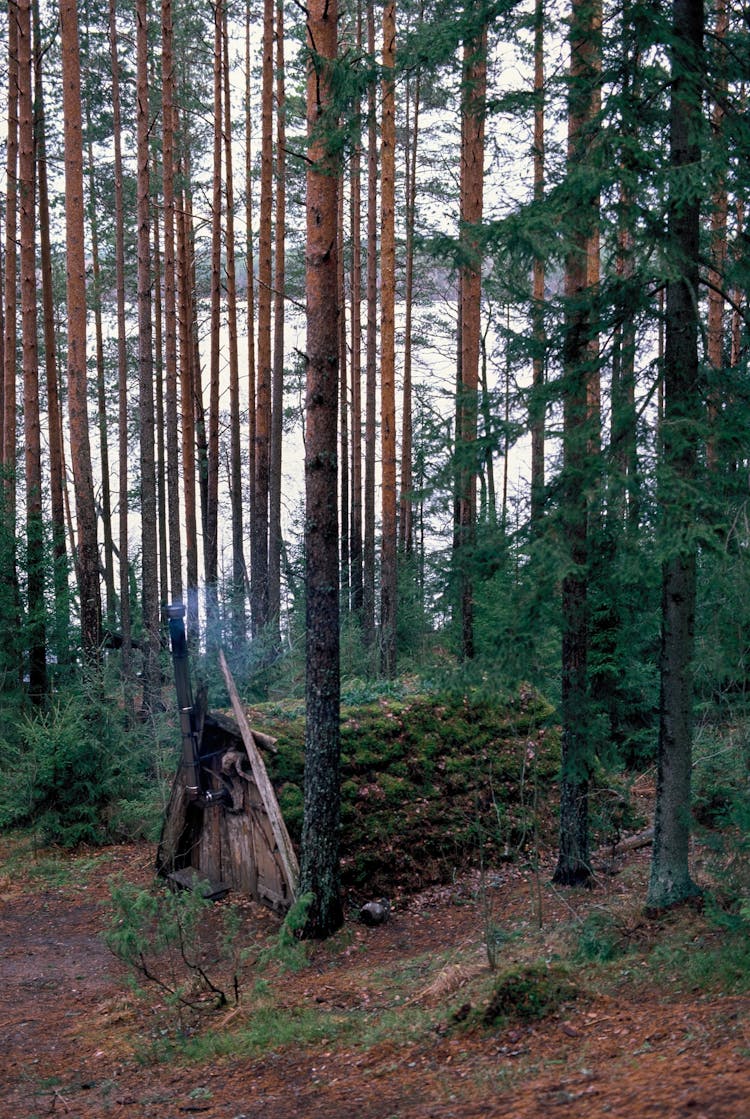 Small House In A Forest