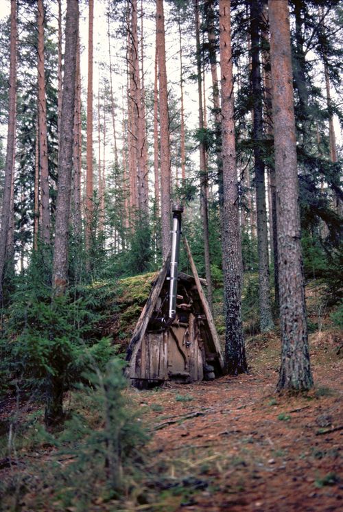 Free A tranquil forest scene with a wooden hut nestled among tall pine trees. Stock Photo