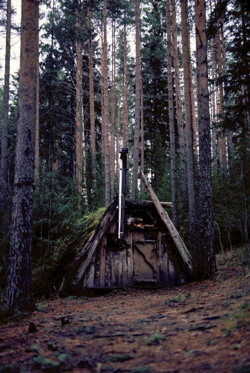 Ingyenes stockfotó erdő, fából készült, fák témában Stockfotó
