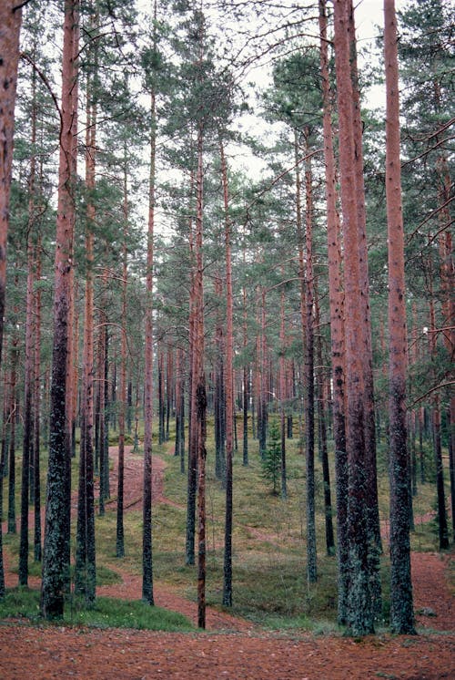 Tall Trees on Green Grass Field 