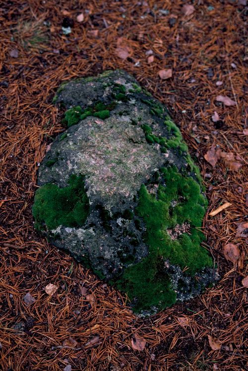 Free A moss-covered rock surrounded by pine needles, capturing the earthy essence of nature. Stock Photo