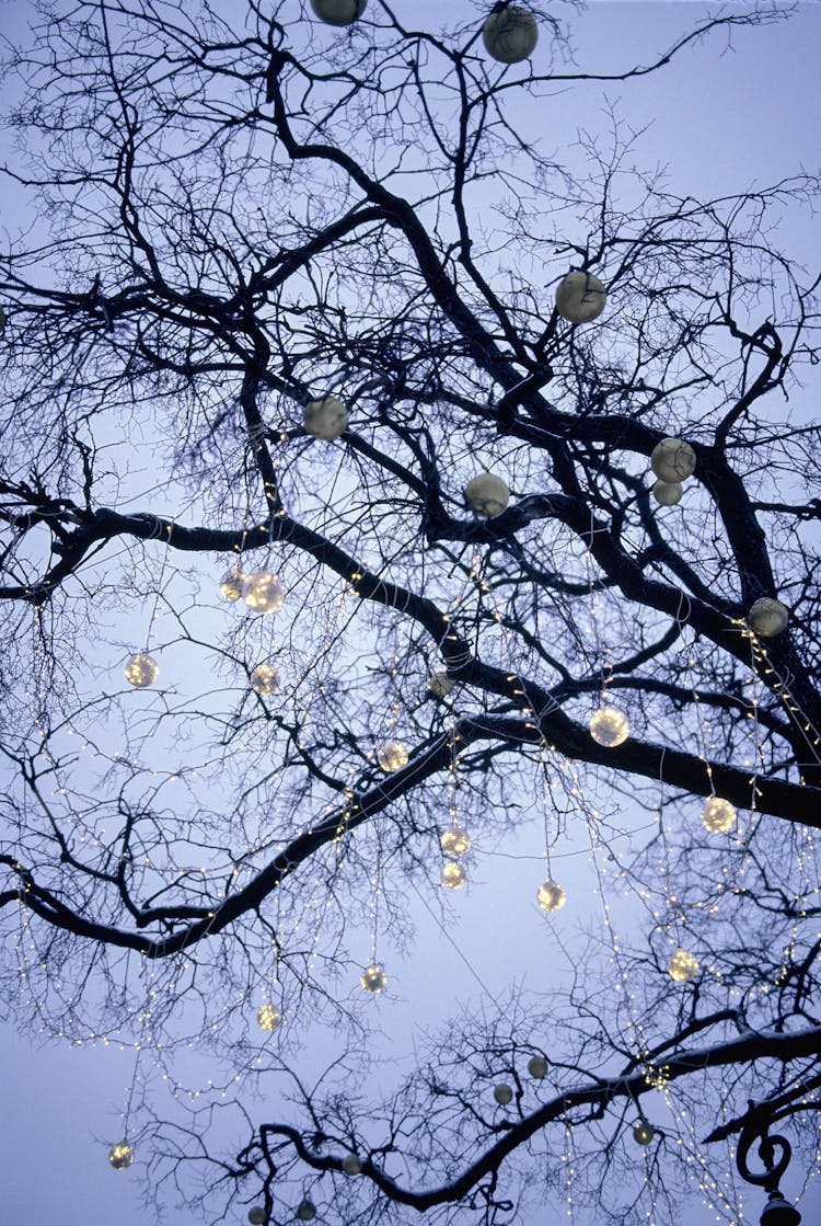 Light Balls On Bare Tree 