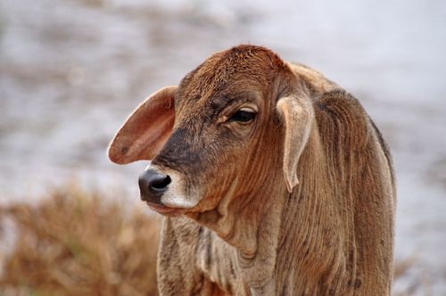 Free A detailed close-up of a young brown cow, showcasing its textured fur and distinctive features. Stock Photo