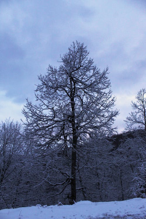 Imagine de stoc gratuită din acoperit de zăpadă, arbori, copaci goi