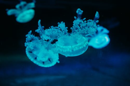 Blue Jelly Fish