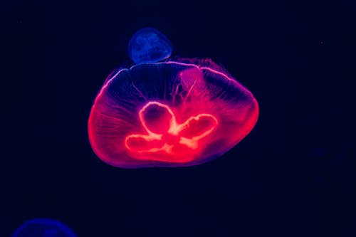 Free Blue and Red Jellyfish Artwork Stock Photo