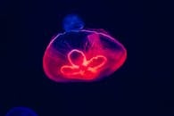 水下发光霓虹灯水母的高分辨率图像，凸显了海洋之美