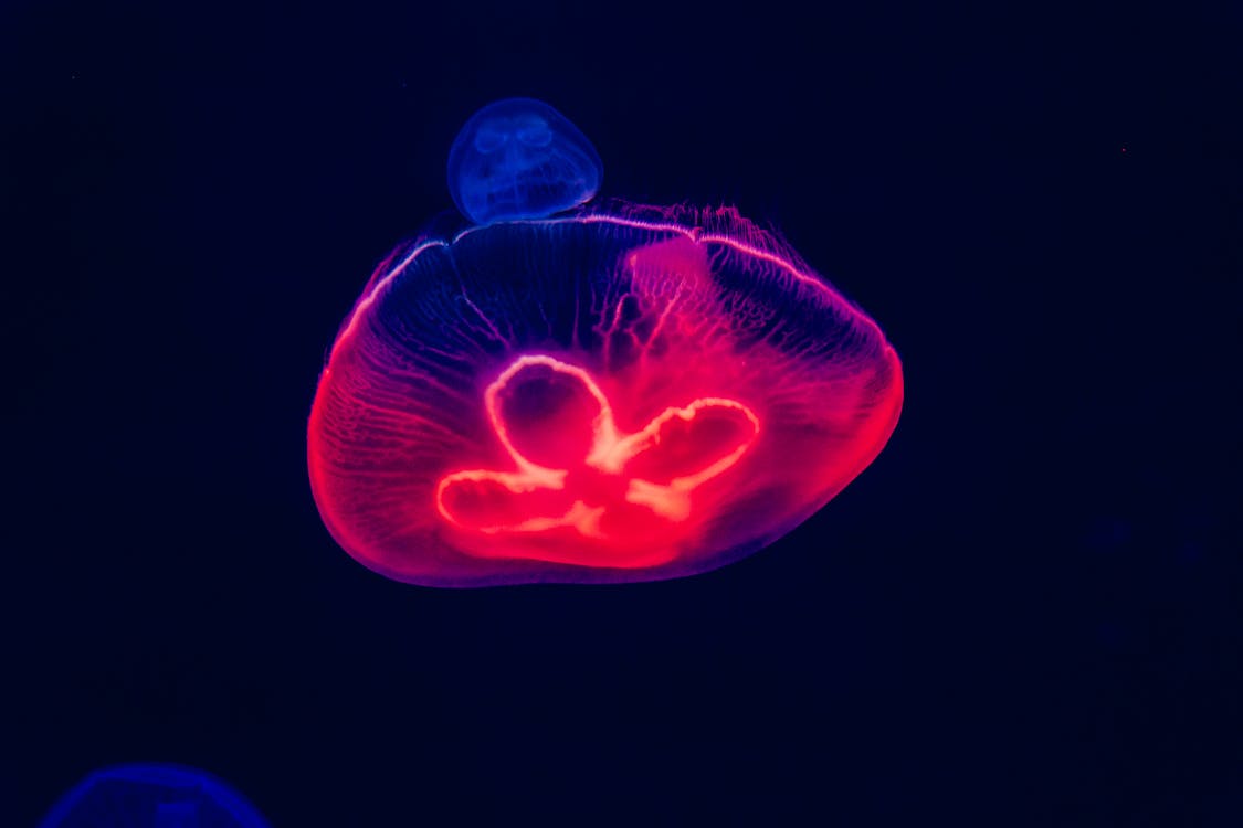Free Blue and Red Jellyfish Artwork Stock Photo
