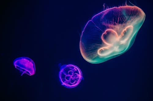 Free Three Multicolored Jellyfishes Stock Photo