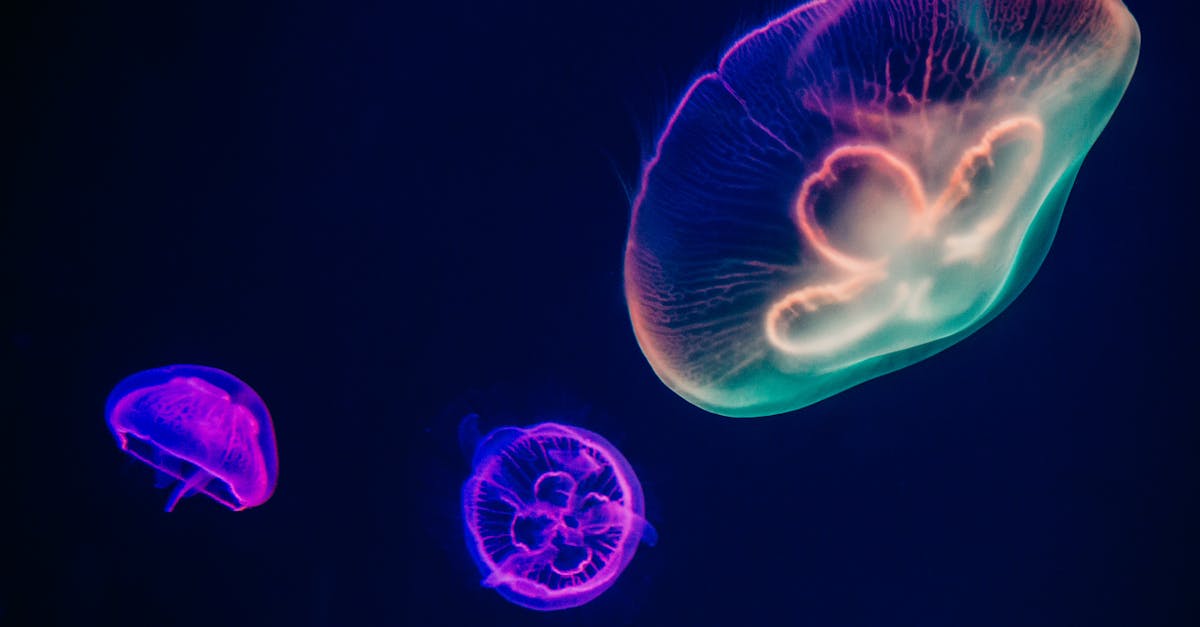 Three Multicolored Jellyfishes