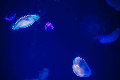 Ücretsiz Mavi Denizanası Stok Fotoğraflar