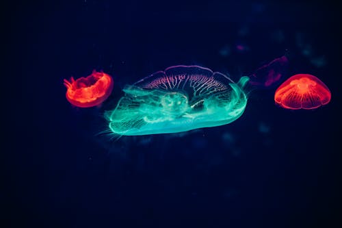 Красные и зеленые медузы