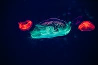 在深蓝色的海洋深处，五颜六色的霓虹灯水母优雅地游动着