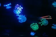 在照明水族馆中，充满活力的水母优雅地游泳，展示出生动的水下景象