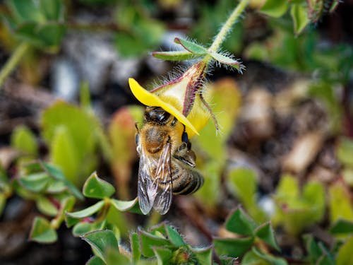 Photo of a Bee on a Yellow Flower