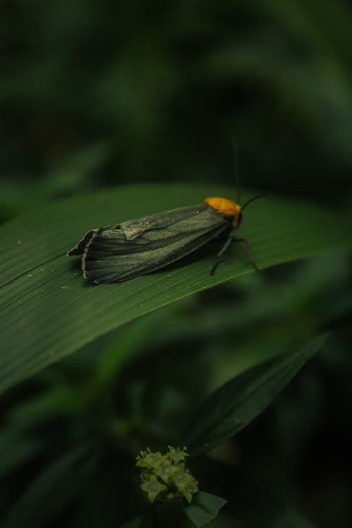 Red-Necked Footman Insect on Green Leaf