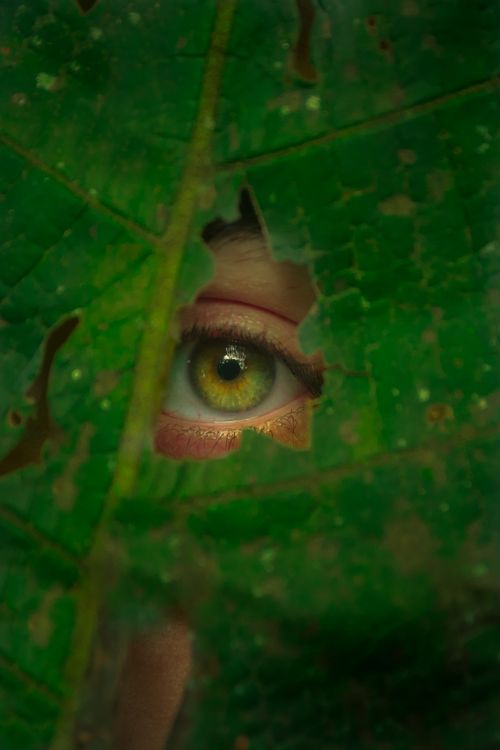 Free A captivating close-up of a green eye peering through a leaf in São Paulo, Brazil. Stock Photo