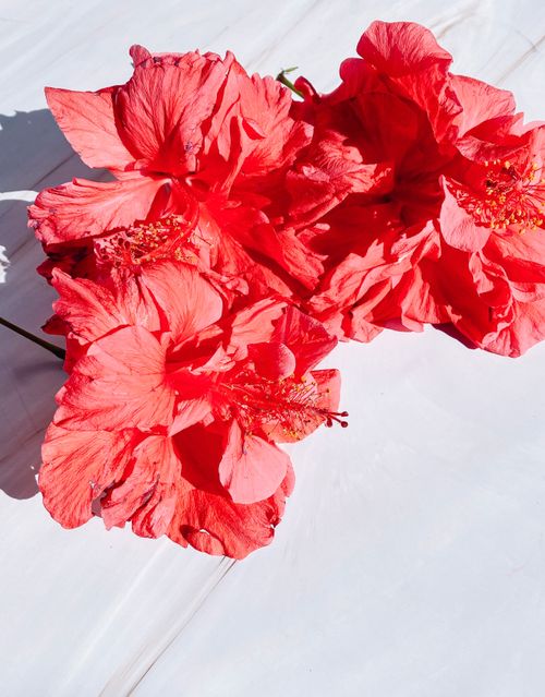 Free A vibrant close-up of red hibiscus flowers with delicate petals and detailed texture. Stock Photo