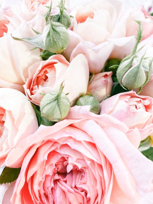 Close-Up Shot of Pink Roses in Bloom