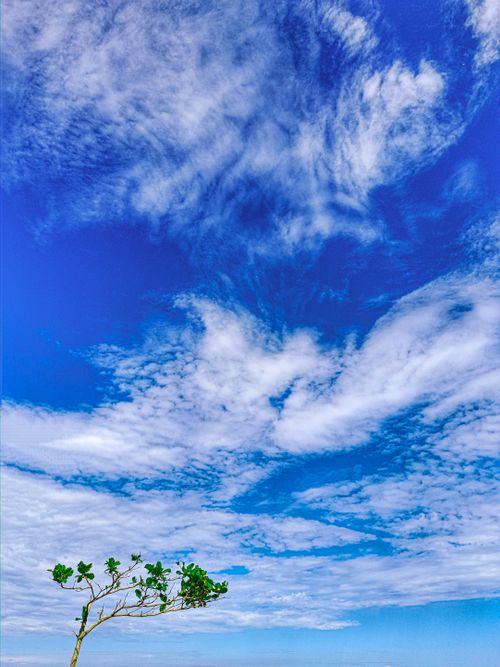 Free Lonely tree branch with vibrant green leaves against a cloudy blue sky in Brazil. Stock Photo