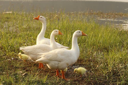 Photograph of White Geese Near Green Grass
