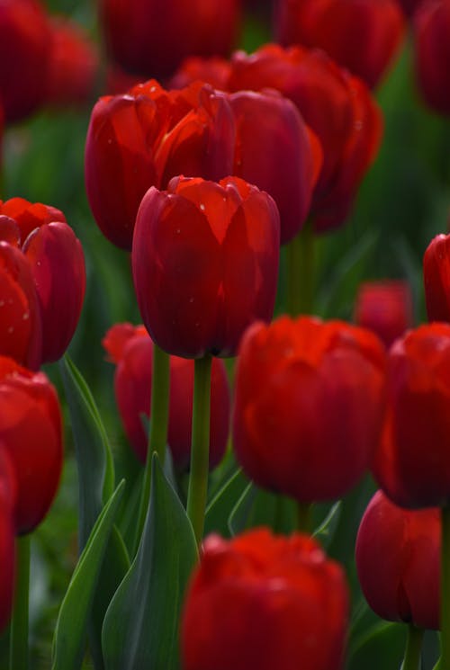 Základová fotografie zdarma na téma červené kytky, červené tulipány, detail