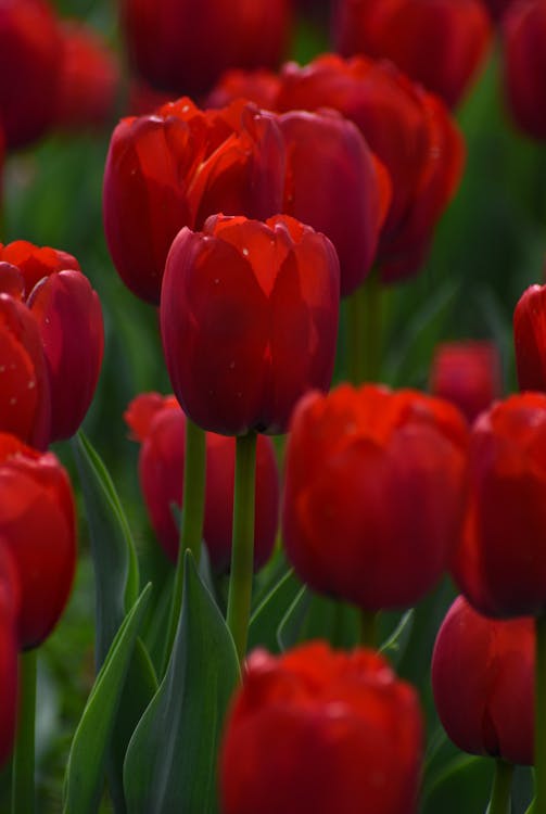 Základová fotografie zdarma na téma červené kytky, červené tulipány, detail