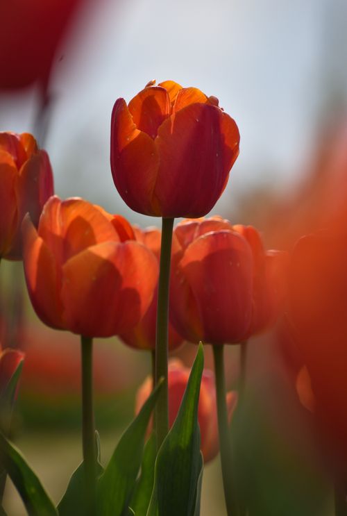 Free A vivid close-up of blooming orange tulips basking under sunlight showcasing natural beauty. Stock Photo