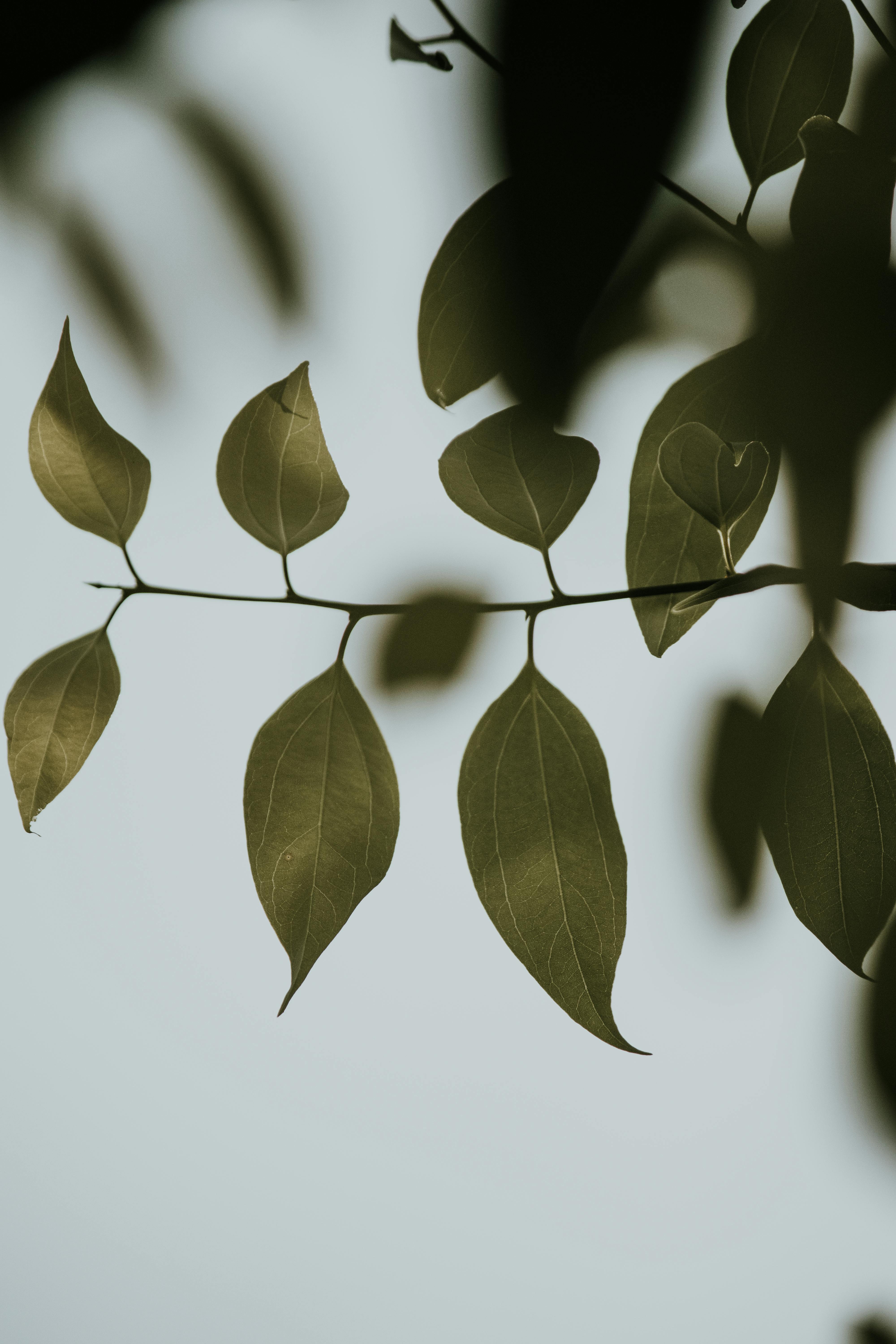 Green Leaves in Close Up Photography · Free Stock Photo