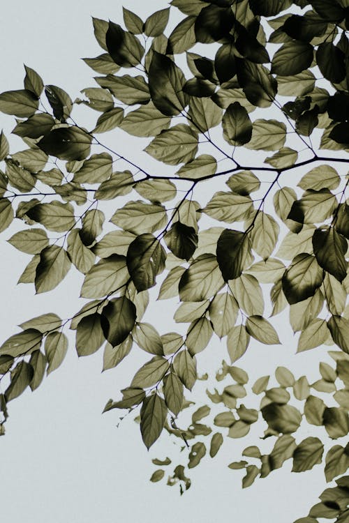 Základová fotografie zdarma na téma botanický, listy, rostlina