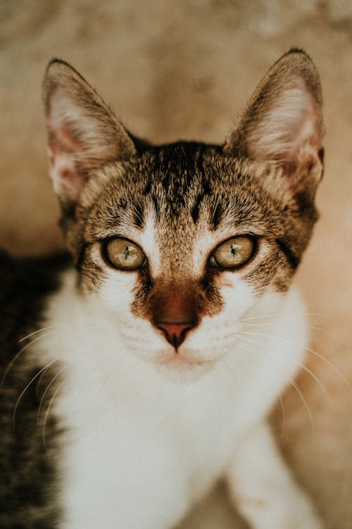 Close Up Photo of a Brown and White Tabby Cat