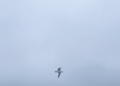 Бесплатное стоковое фото с чайка
