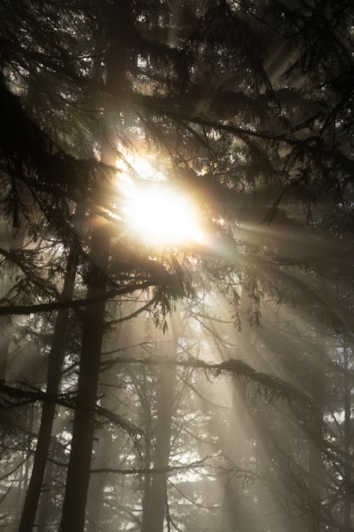 Free Trees in the Forest Stock Photo